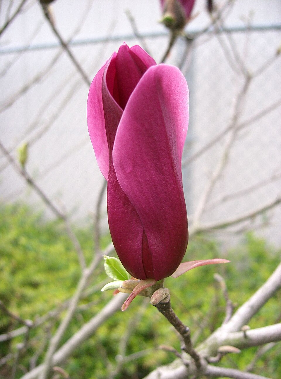 Magnolia × 'Susan' (Susan Magnolia Bush)