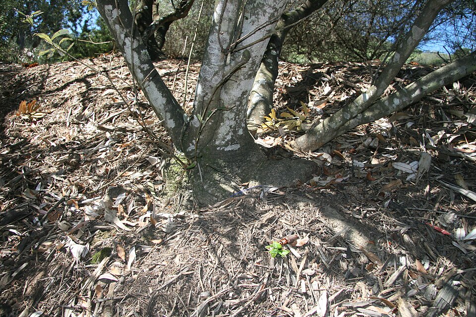 Banksia oblongifolia (Rusty Banksia) (alternate view 10)