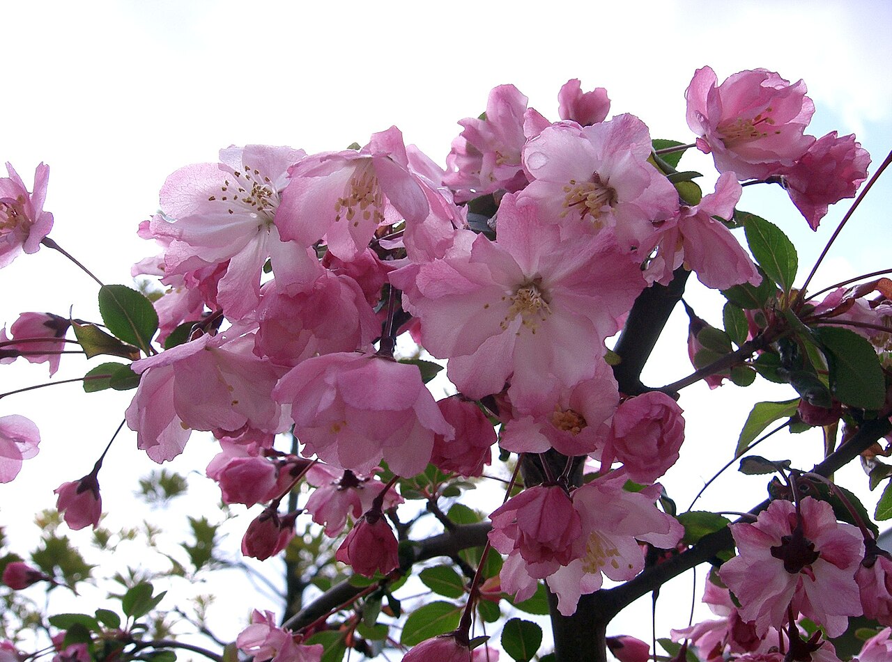 Malus halliana, Hall crabapple — spreading deciduous (Rosaceae) (image 2 of 10)