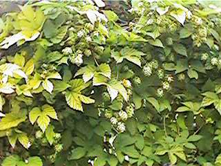 Humulus lupulus 'Aureus' (Golden Hop)