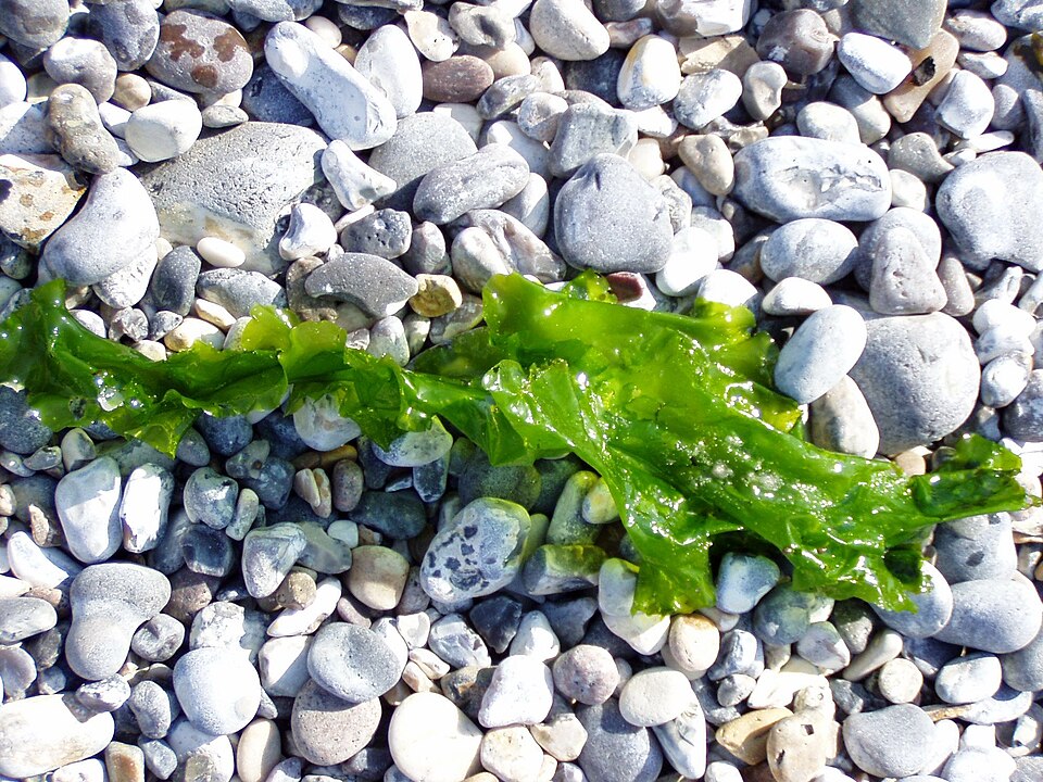 Ulva lactuca (Broadleaf Sea Lettuce)