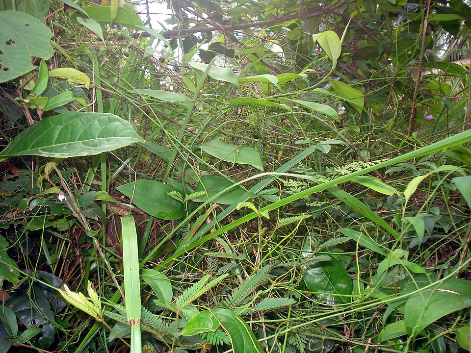 Cassytha glabella (Slender Devil's Twine) (alternate view 6)