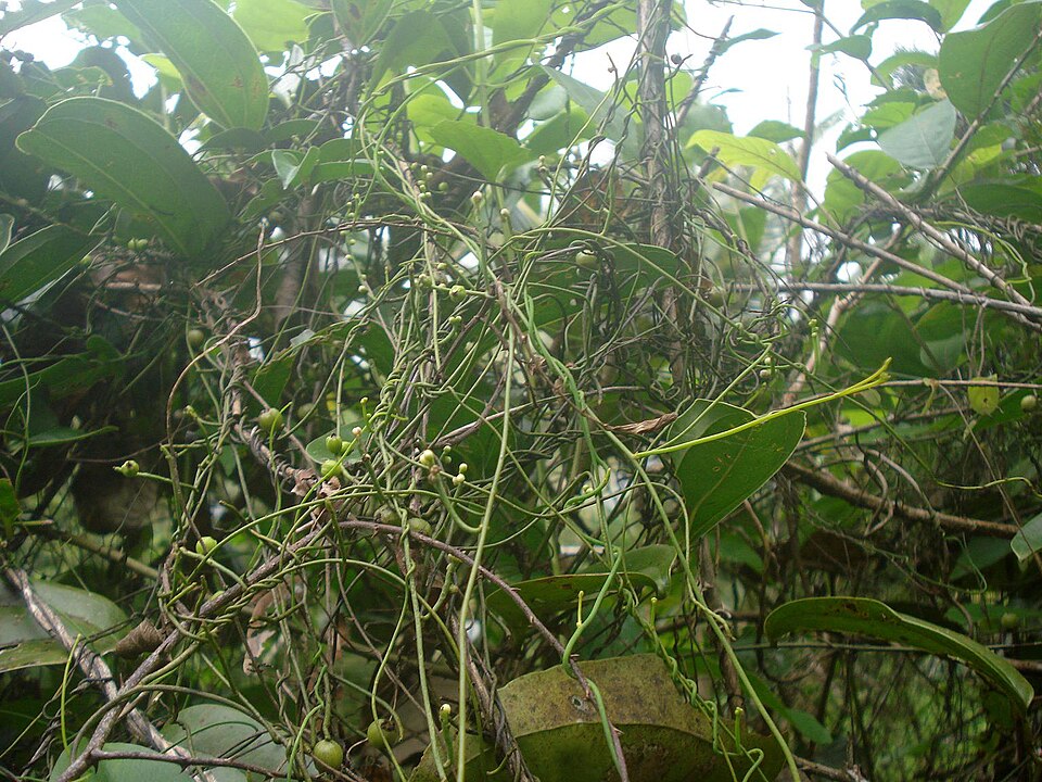 Cassytha glabella (Slender Devil's Twine) (alternate view 7)