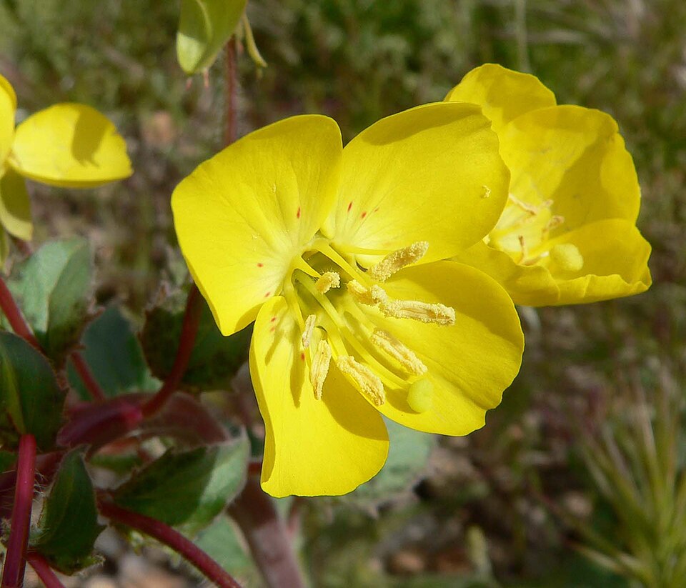 Chylismia brevipes (Golden Suncup) (alternate view 6)
