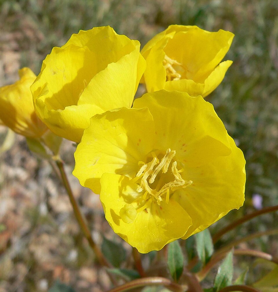Chylismia brevipes (Golden Suncup) (alternate view 7)
