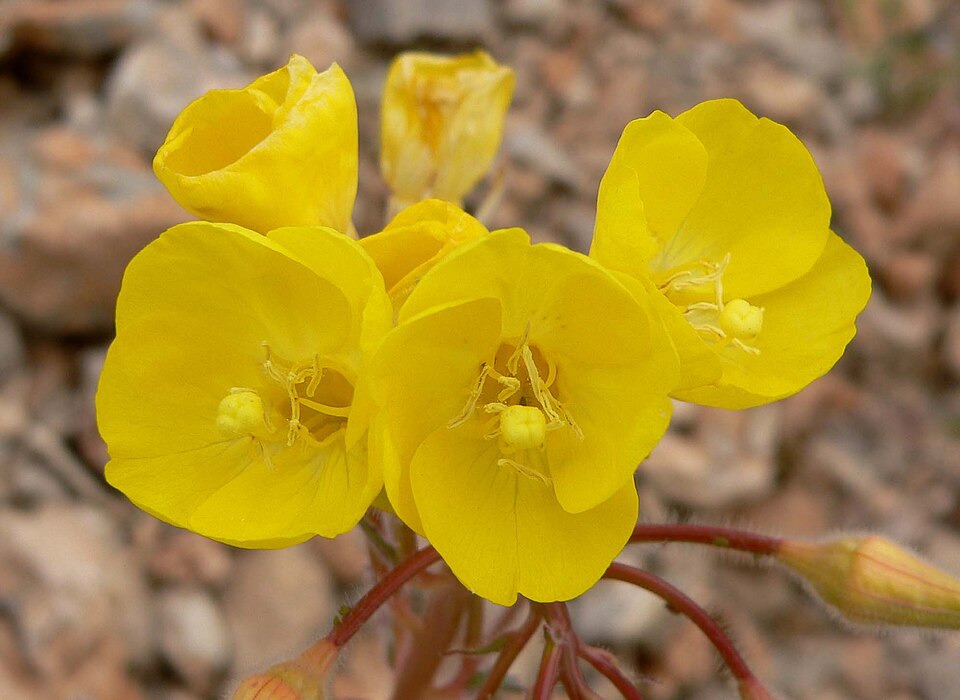 Chylismia brevipes (Golden Suncup) (alternate view 8)