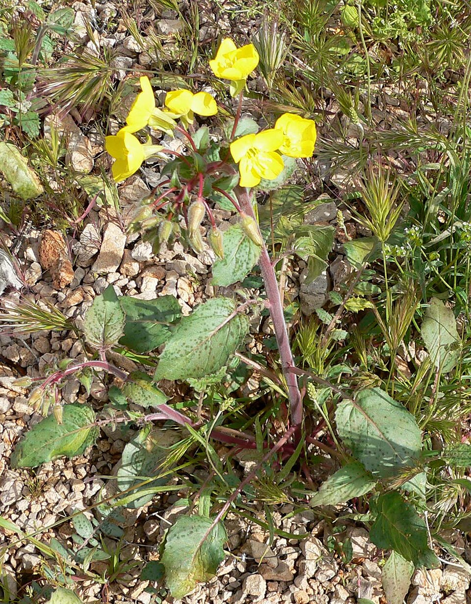 Chylismia brevipes (Golden Suncup) (alternate view 9)