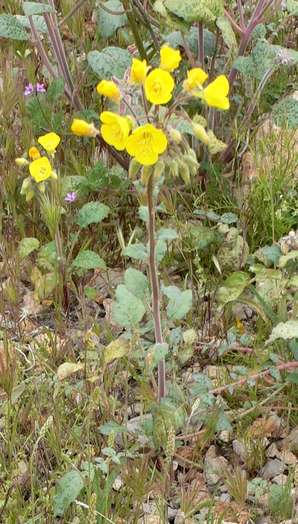 Chylismia brevipes (Golden Suncup) (alternate view 10)