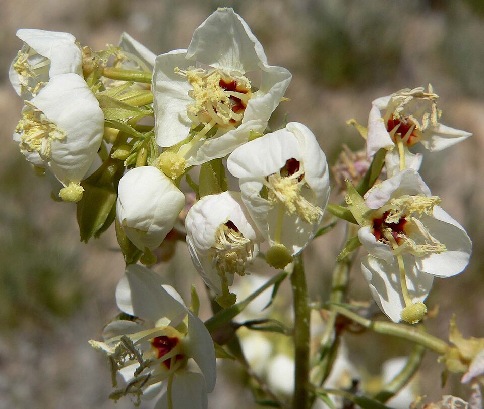 Chylismia claviformis (Browneyes)