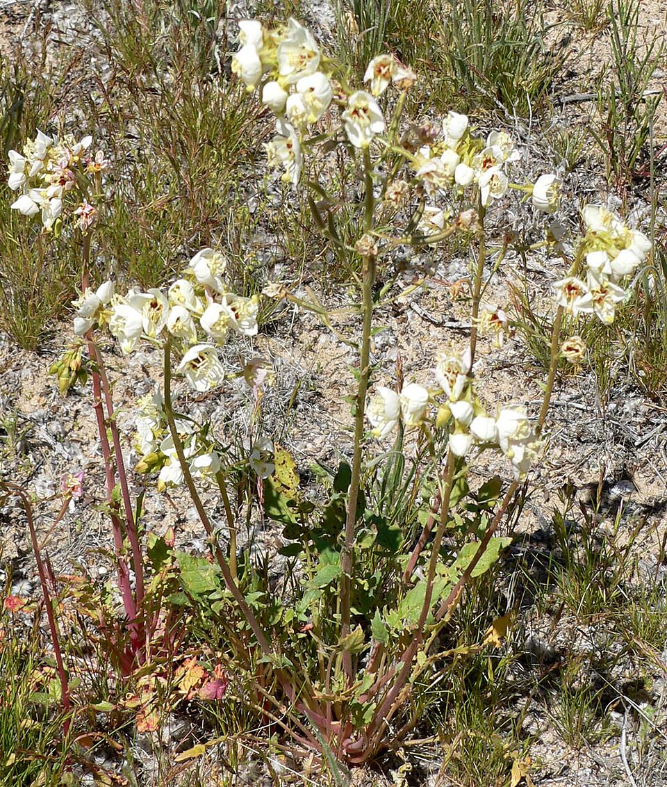 Chylismia claviformis (Browneyes) (alternate view 2)