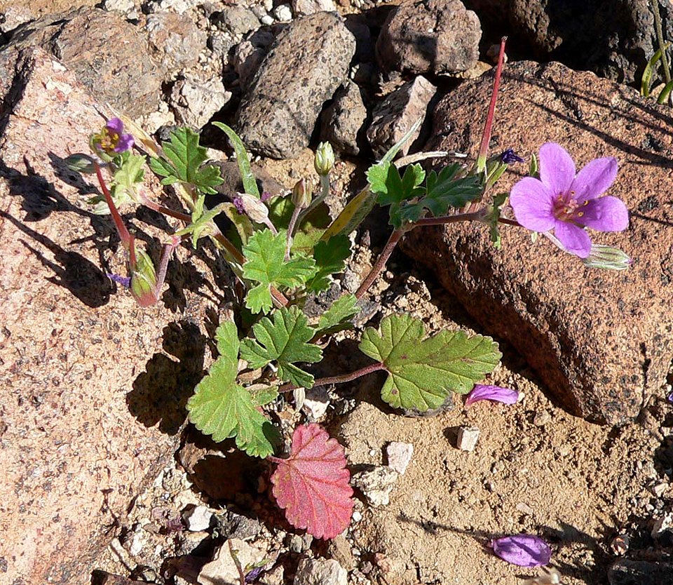 Erodium texanum (Texas stork's bill) (alternate view 6)