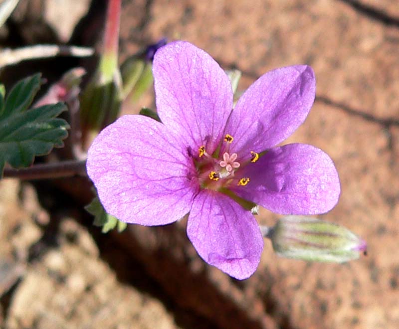 Erodium texanum (Texas stork's bill) (alternate view 7)