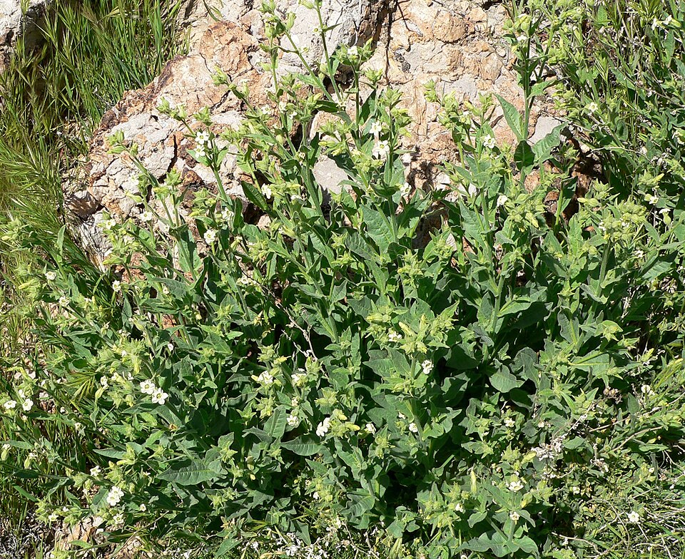 Nicotiana obtusifolia (desert tobacco)