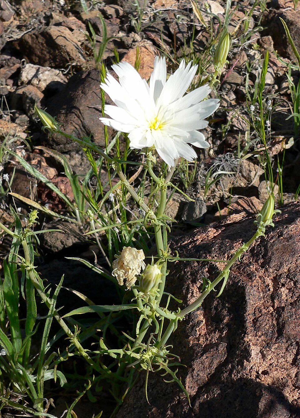 Rafinesquia neomexicana (Desert Chicory) (alternate view 6)