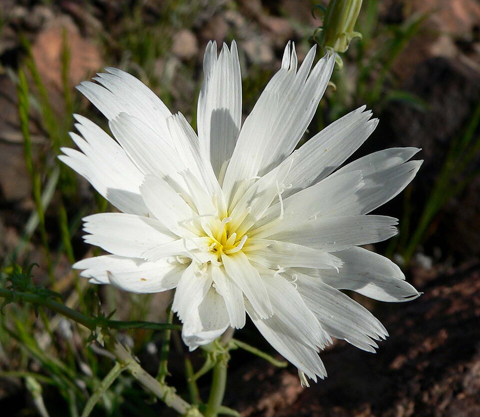 Rafinesquia neomexicana (Desert Chicory) (alternate view 7)