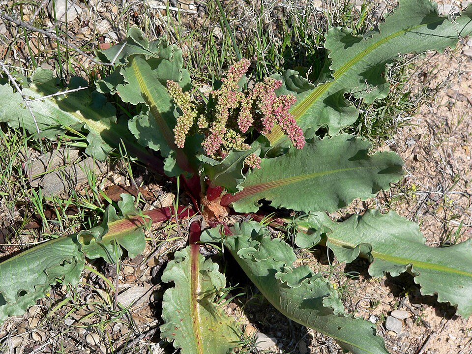 Rumex hymenosepalus (Canaigre Dock) (alternate view 6)