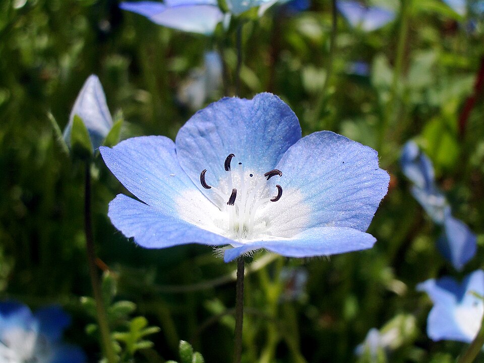 Nemophila menziesii (Menzies' baby blue eyes) (alternate view 6)