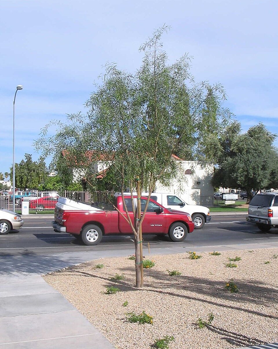 Acacia salicina (Willow Acacia)