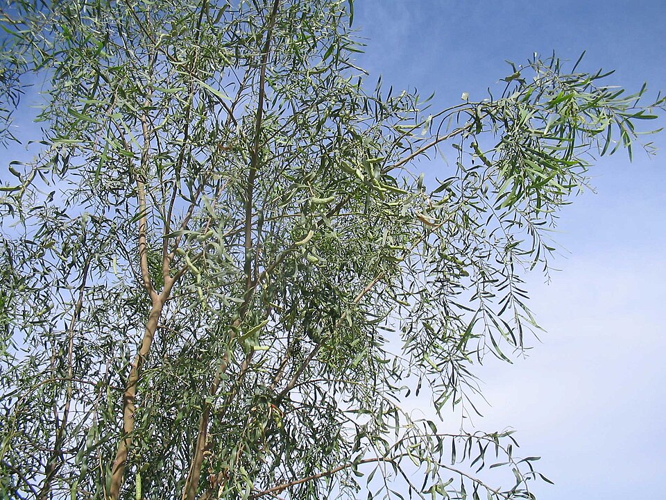 Acacia salicina (Willow Acacia) (alternate view 2)