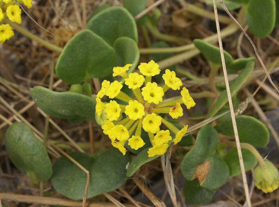 Abronia latifolia (Yellow Sand Verbena) (alternate view 3)