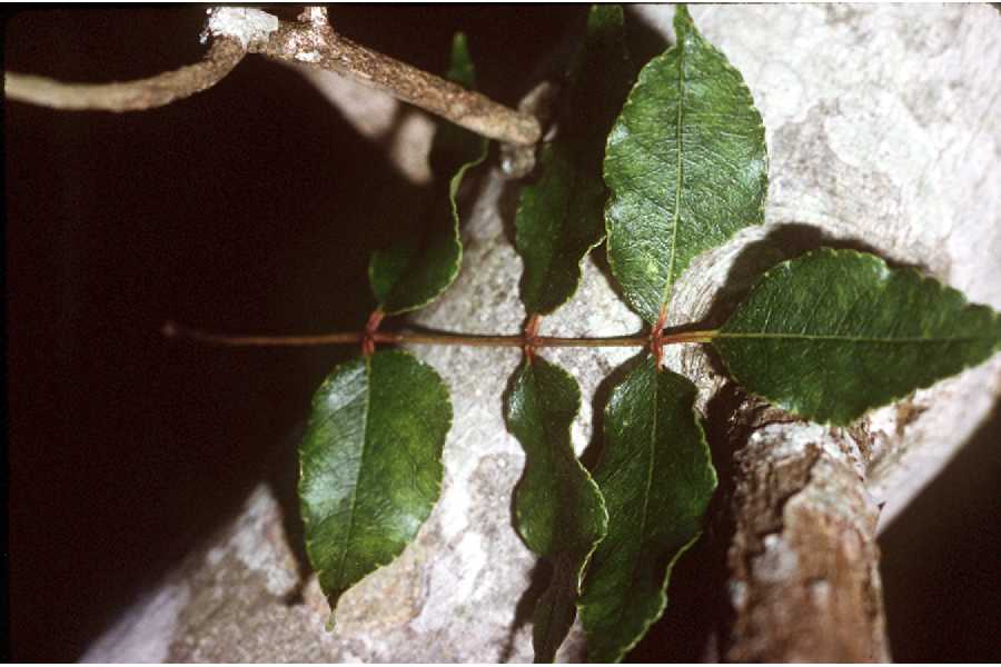 Zanthoxylum clava-herculis (Hercules' club) (alternate view 7)