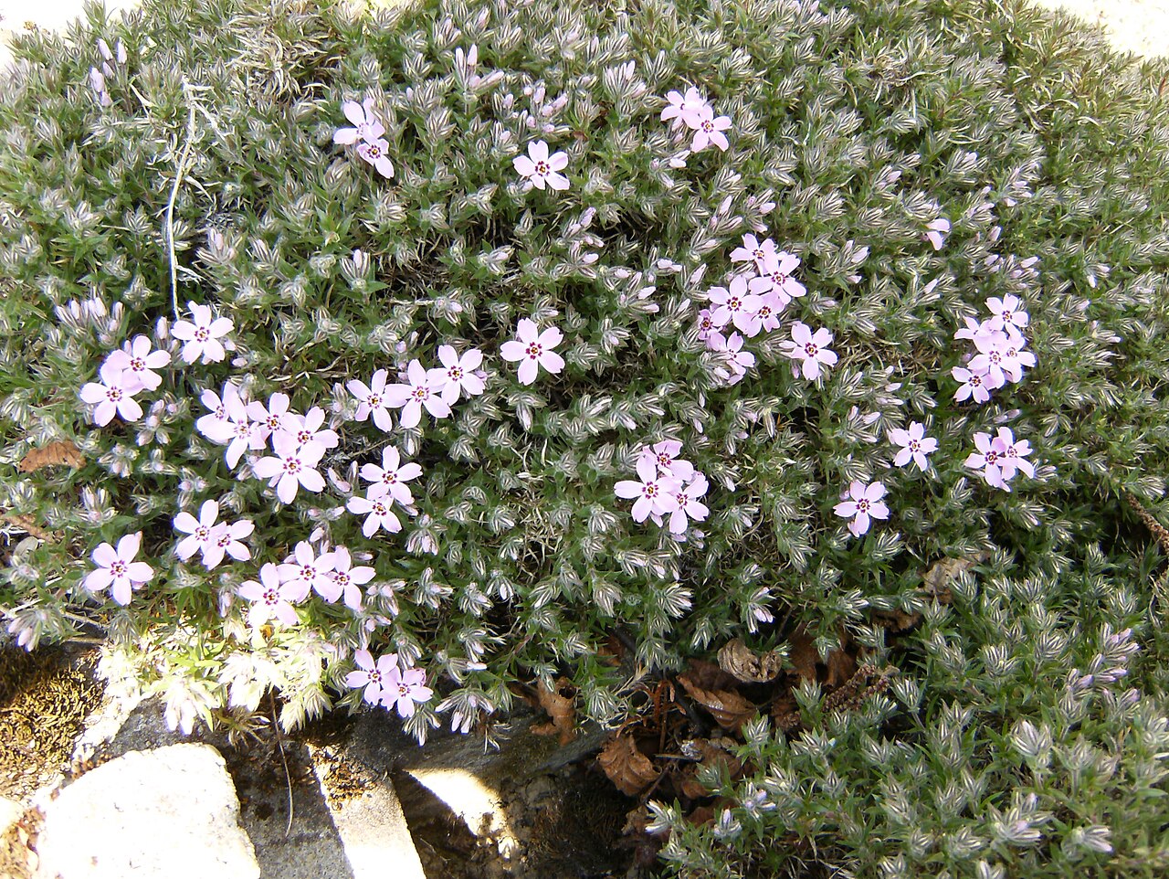 Phlox subulata, Creeping phlox — spreading evergreen (Polemoniaceae) (image 4 of 10)