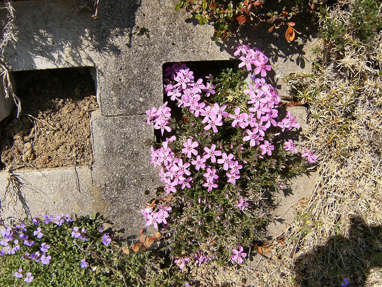 Phlox subulata, Creeping phlox — spreading evergreen (Polemoniaceae) (image 5 of 10)