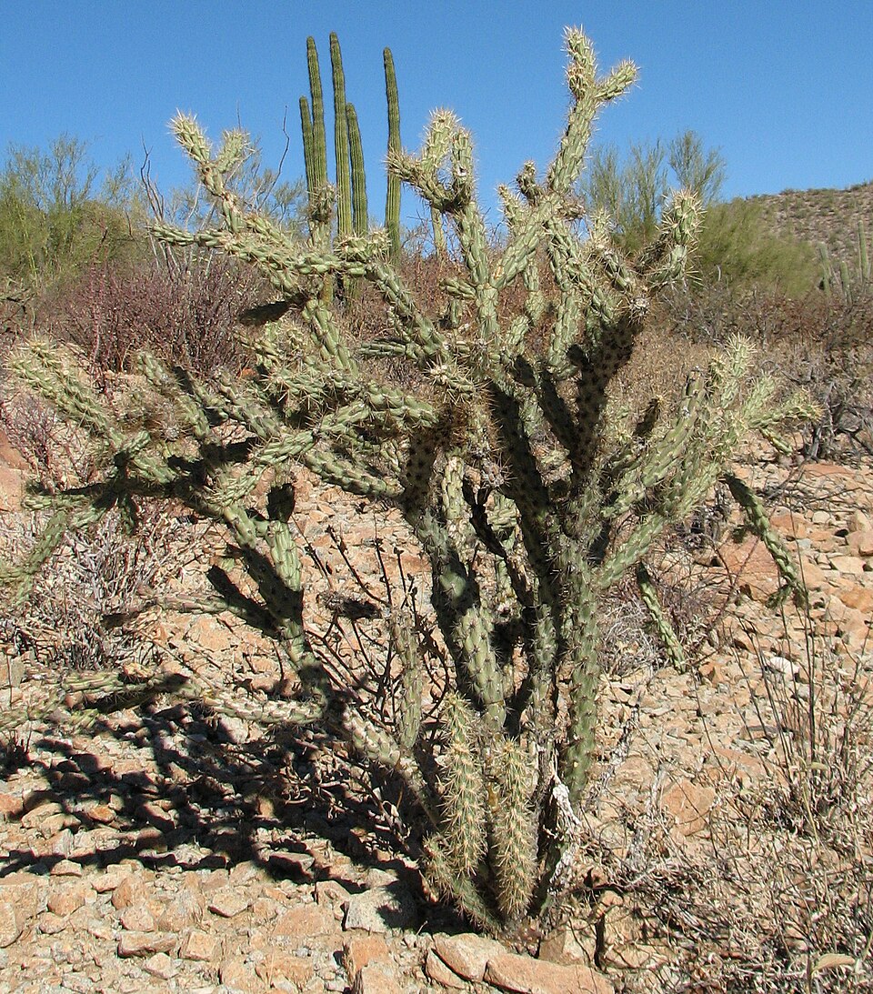 Cylindropuntia acanthocarpa (Buckhorn Cholla) (alternate view 9)