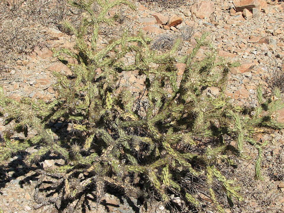 Cylindropuntia acanthocarpa (Buckhorn Cholla) (alternate view 10)