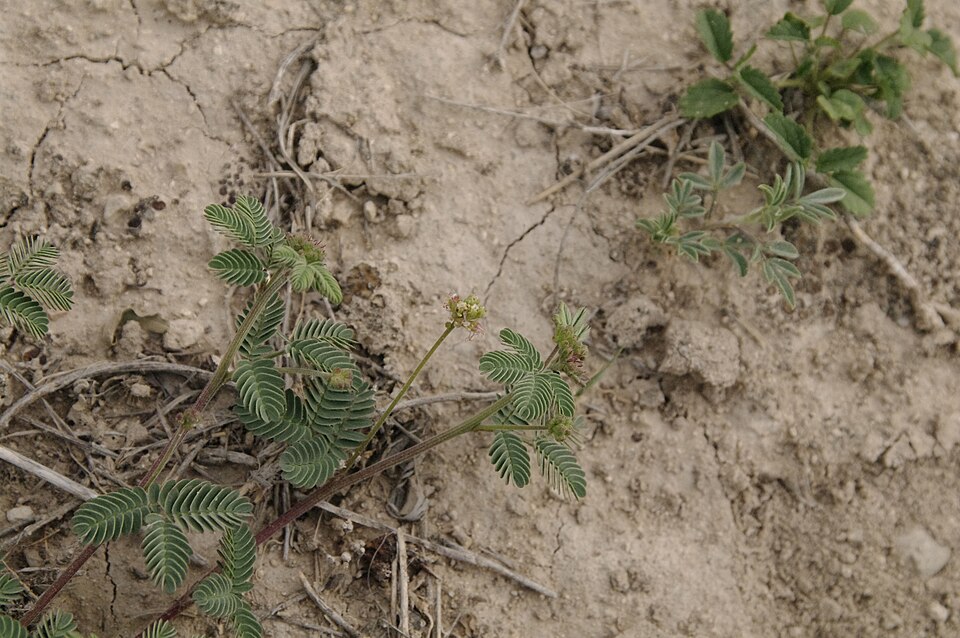 Desmanthus (bundleflowers) (alternate view 2)