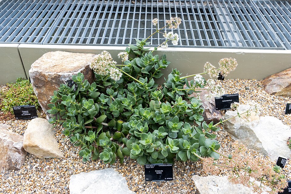 Crassula (Stonecrops) (alternate view 9)
