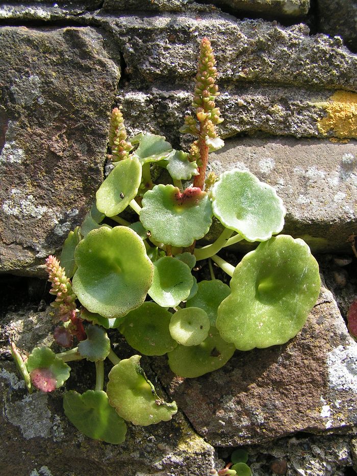 Umbilicus rupestris (Wall Pennywort)