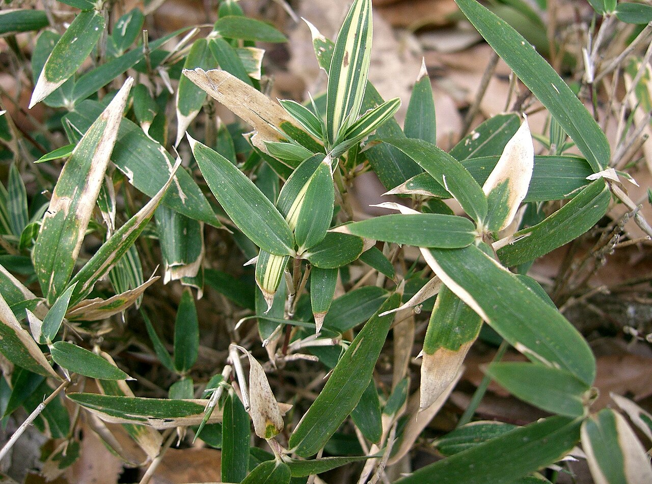 Pleioblastus variegatus, Dwarf white-stripe bamboo — spreading evergreen (Poaceae) (image 2 of 9)