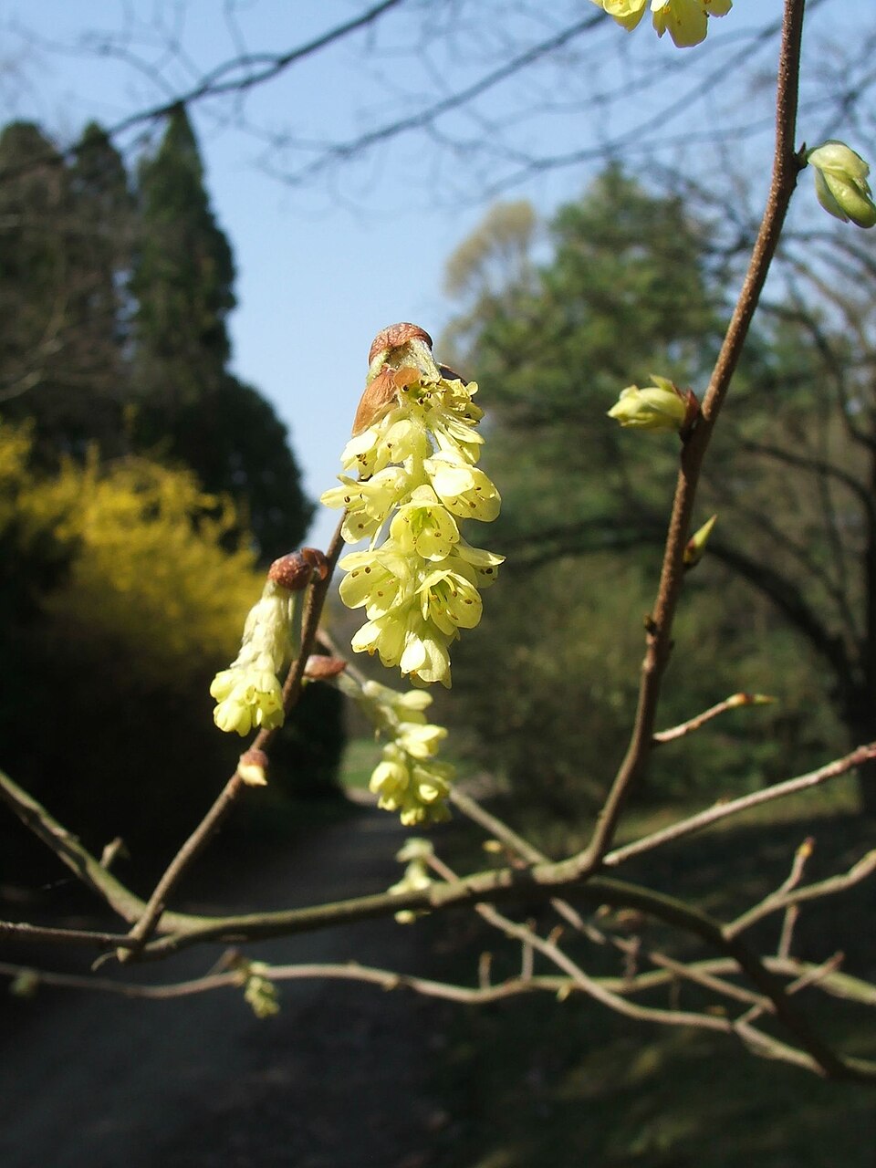 Corylopsis sinensis (Chinese Winter Hazel) (alternate view 6)