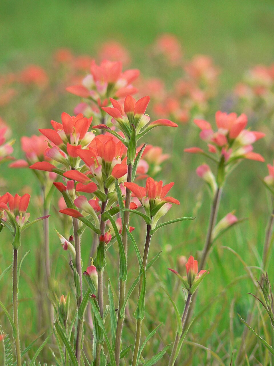 Castilleja indivisa (Texas Paintbrush)