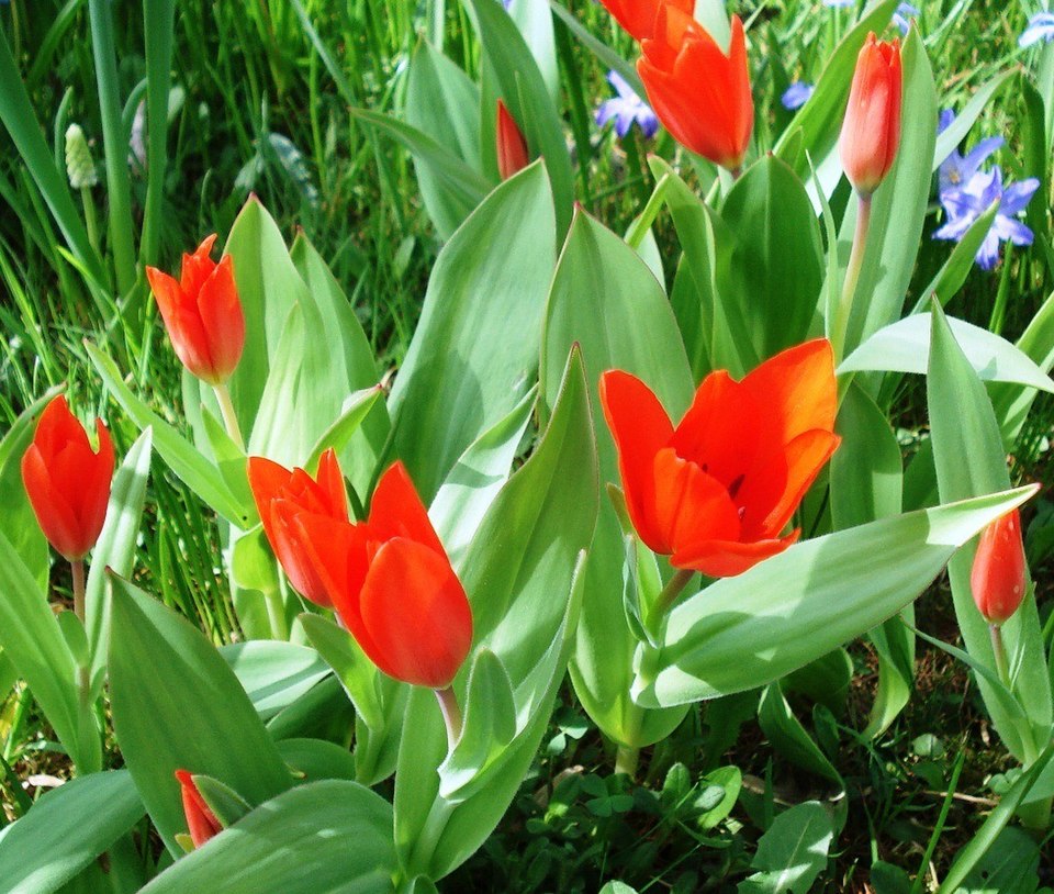 Tulipa praestans (excellent tulip) (alternate view 9)