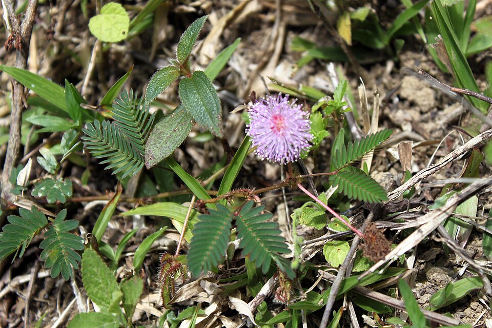 Mimosa pudica (Sensitive Plant)