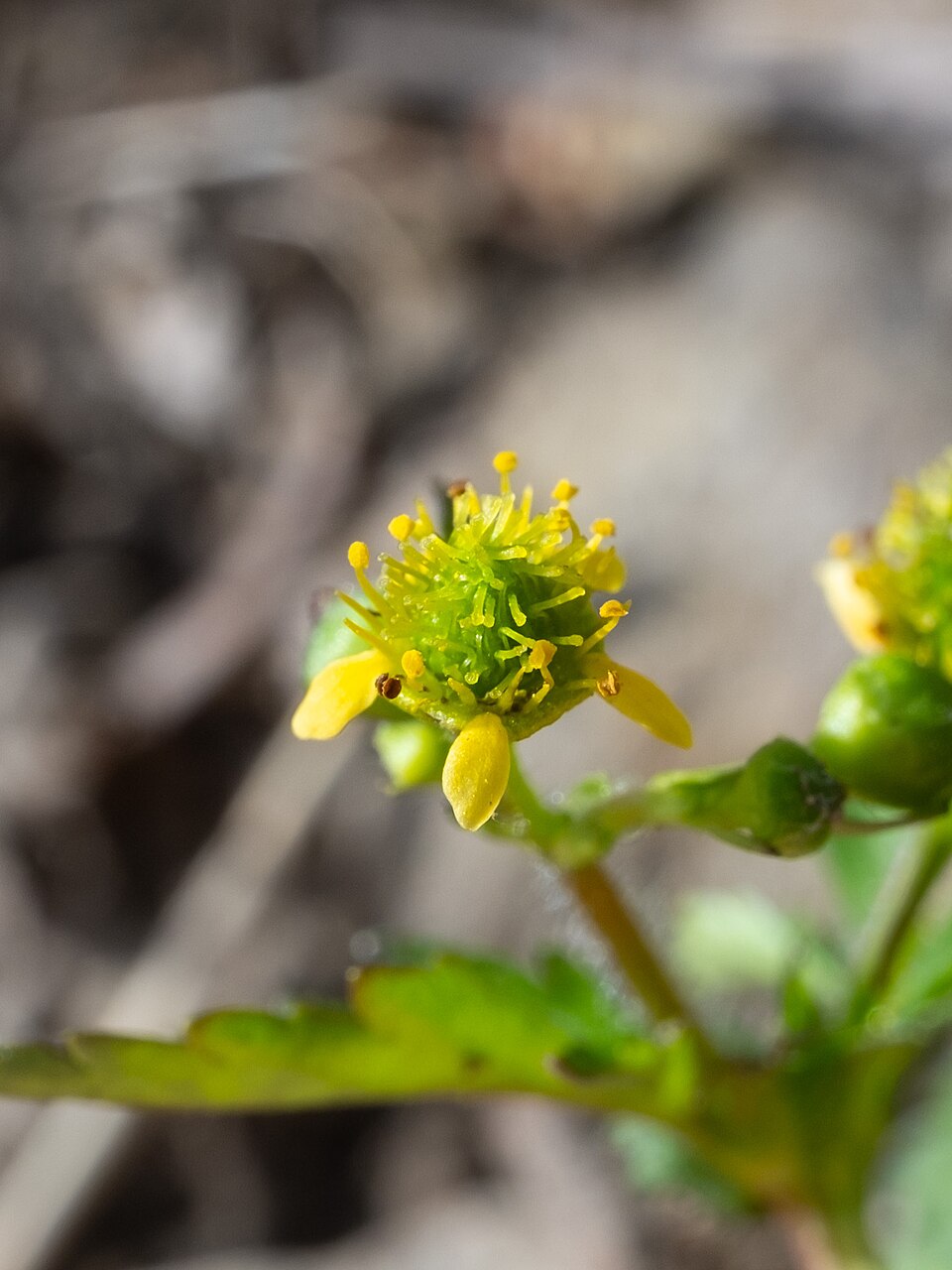 Geum vernum (Spring Avens) (alternate view 9)
