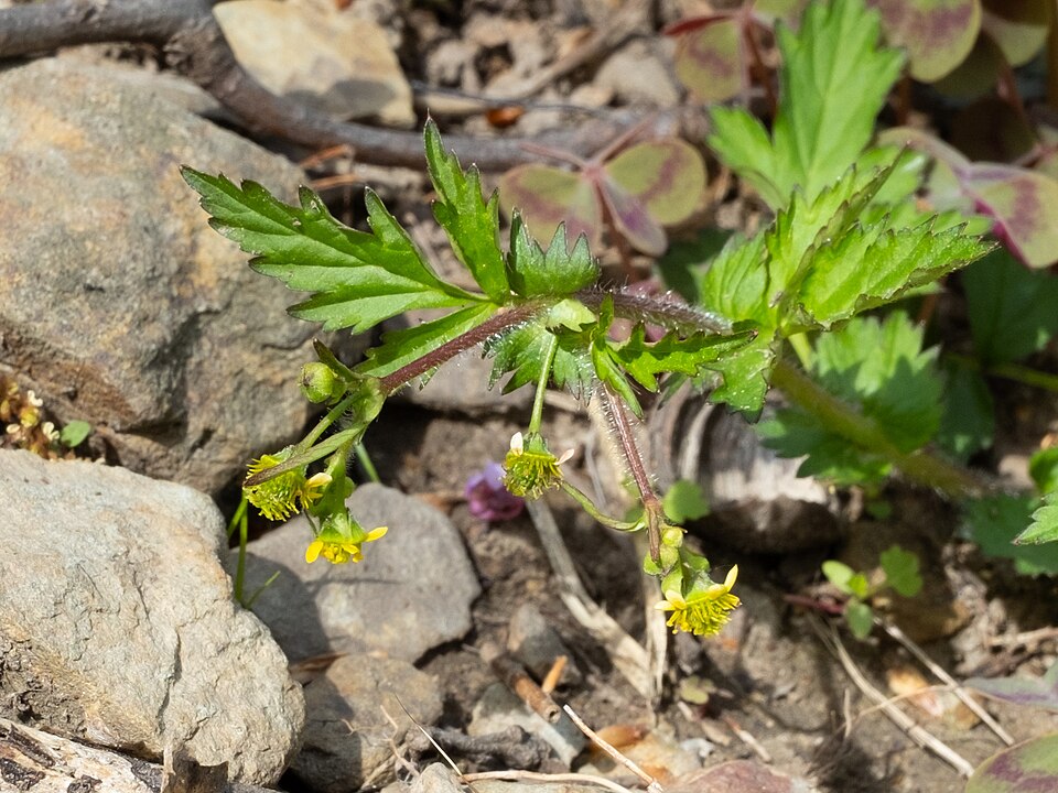 Geum vernum (Spring Avens) (alternate view 10)
