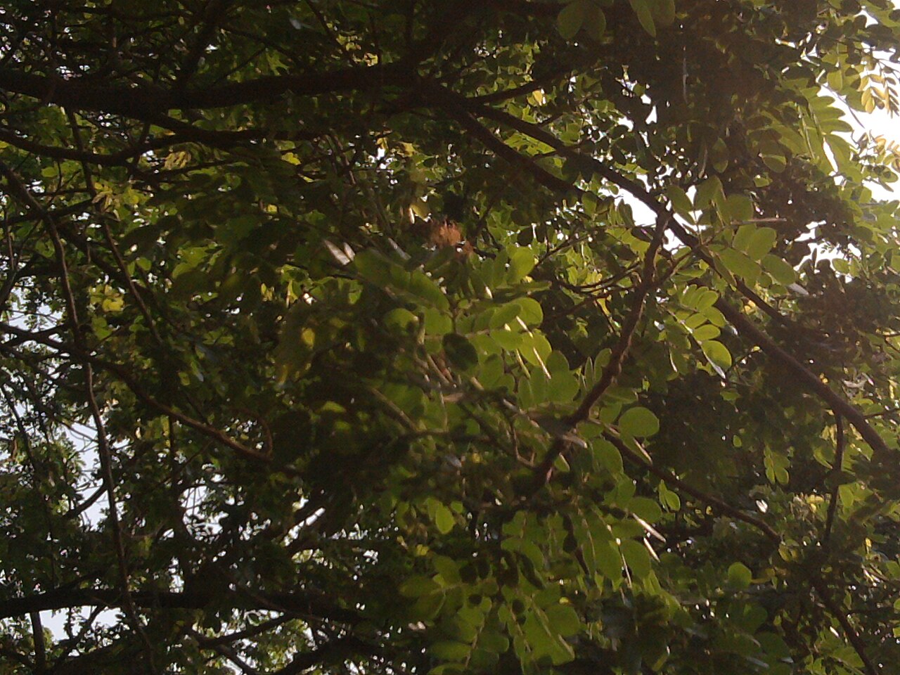 Samanea saman, Monkeypod — spreading semi-evergreen (Fabaceae) (image 2 of 10)