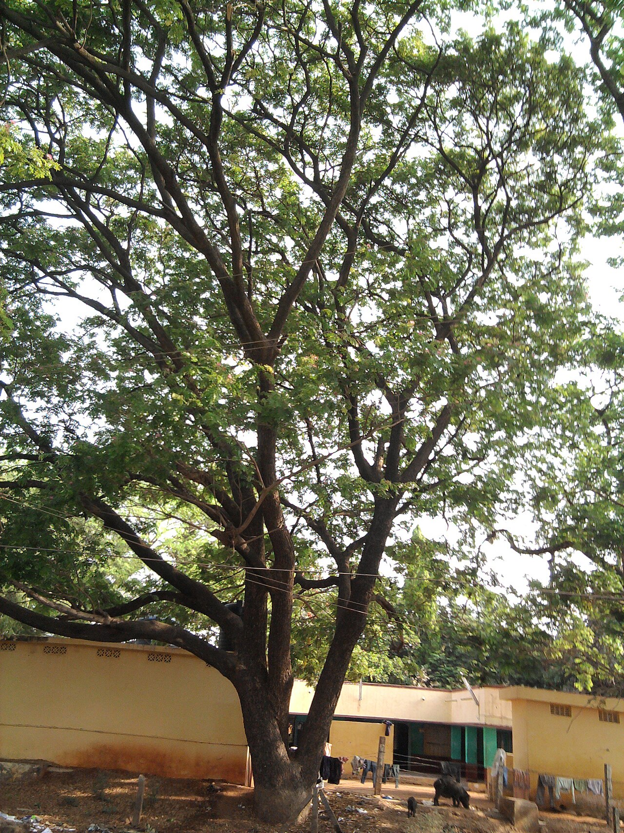 Samanea saman, Monkeypod — spreading semi-evergreen (Fabaceae) (image 6 of 10)