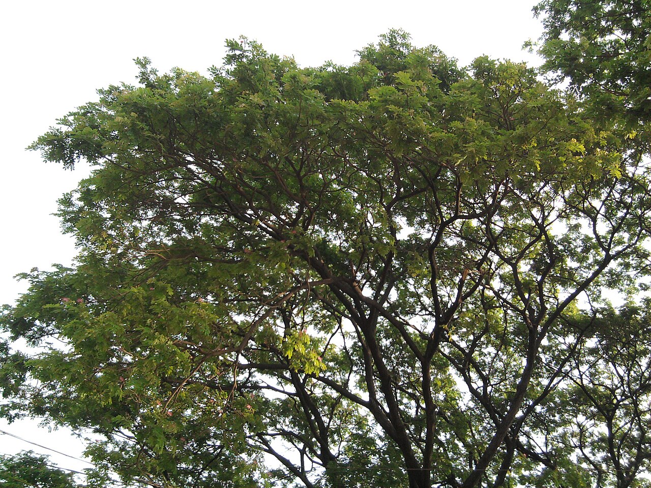 Samanea saman, Monkeypod — spreading semi-evergreen (Fabaceae) (image 7 of 10)