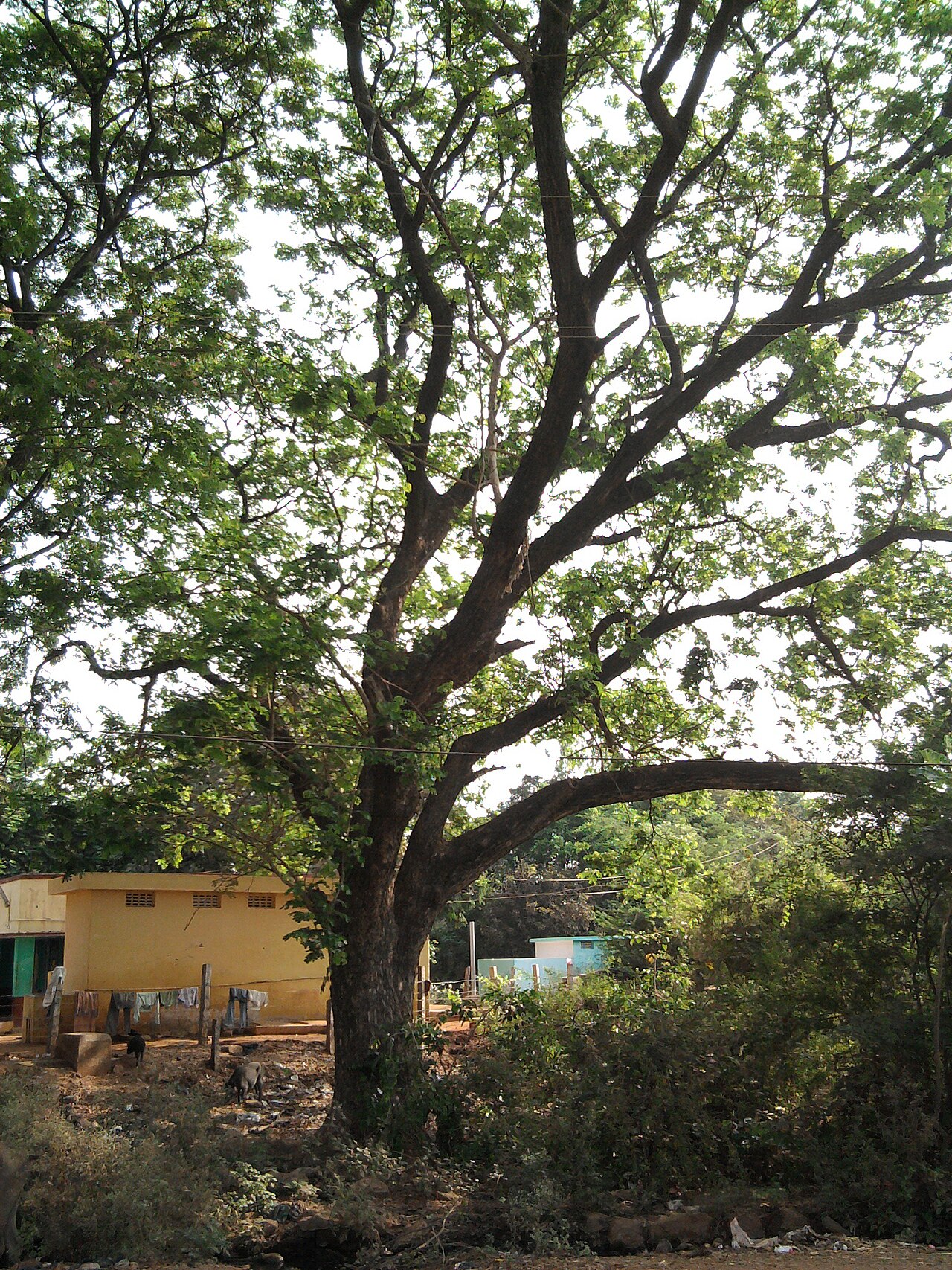 Samanea saman, Monkeypod — spreading semi-evergreen (Fabaceae) (image 8 of 10)
