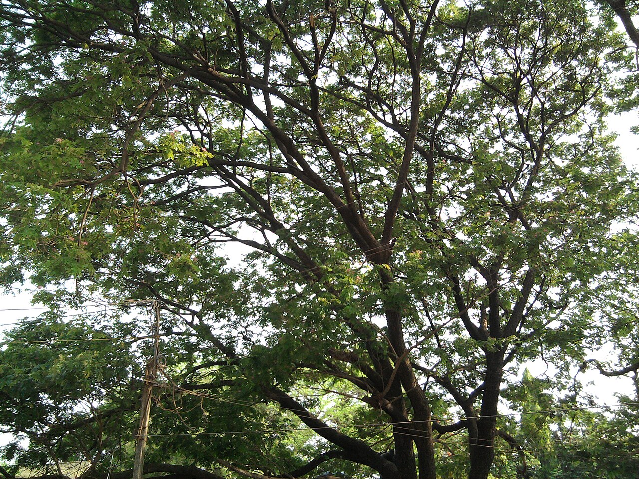 Samanea saman, Monkeypod — spreading semi-evergreen (Fabaceae) (image 9 of 10)