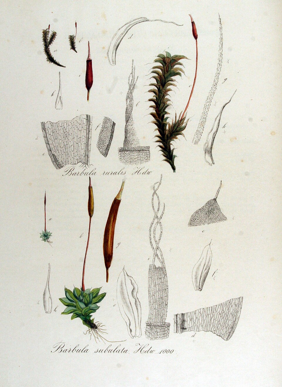 Syntrichia (alternate view 5)
