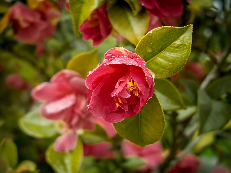 Camellia japonica (Japanese camellia) (alternate view 13)