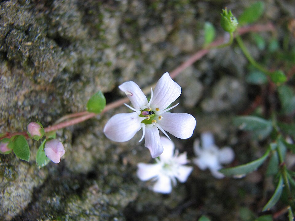 Samolus repens (Sea Primrose) (alternate view 6)