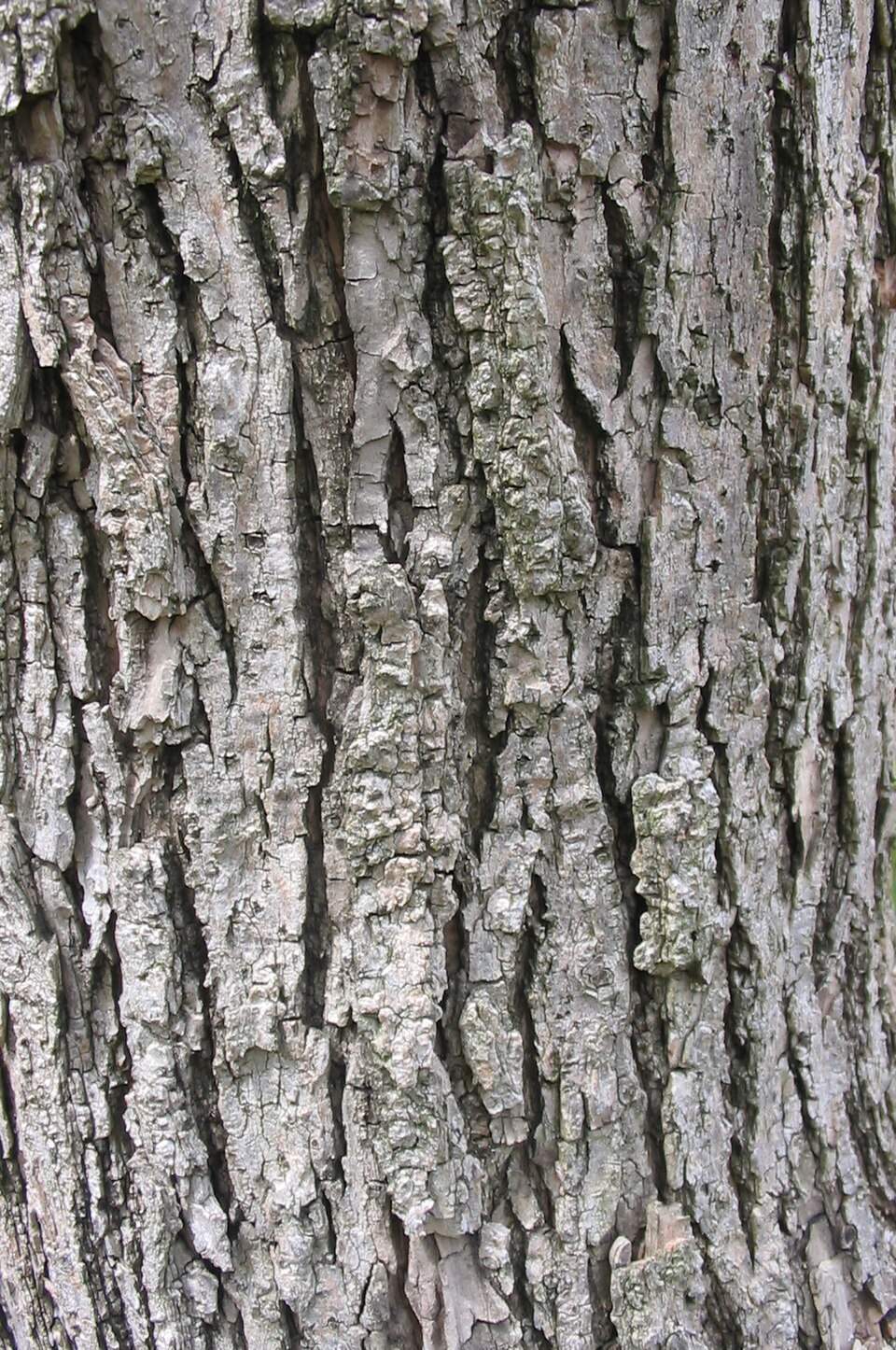 Catalpa speciosa (Northern Catalpa) (alternate view 8)