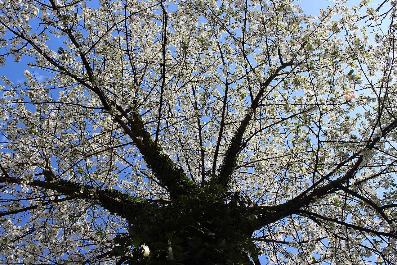 Prunus avium, Wild cherry — upright deciduous (Rosaceae) (image 7 of 9)