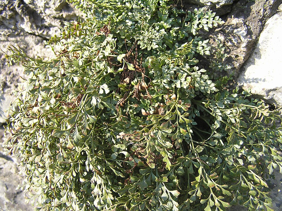 Asplenium ruta-muraria (wall-rue)